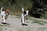 PARSON RUSSEL TERRIER 105